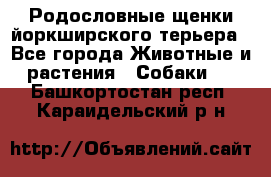 Родословные щенки йоркширского терьера - Все города Животные и растения » Собаки   . Башкортостан респ.,Караидельский р-н